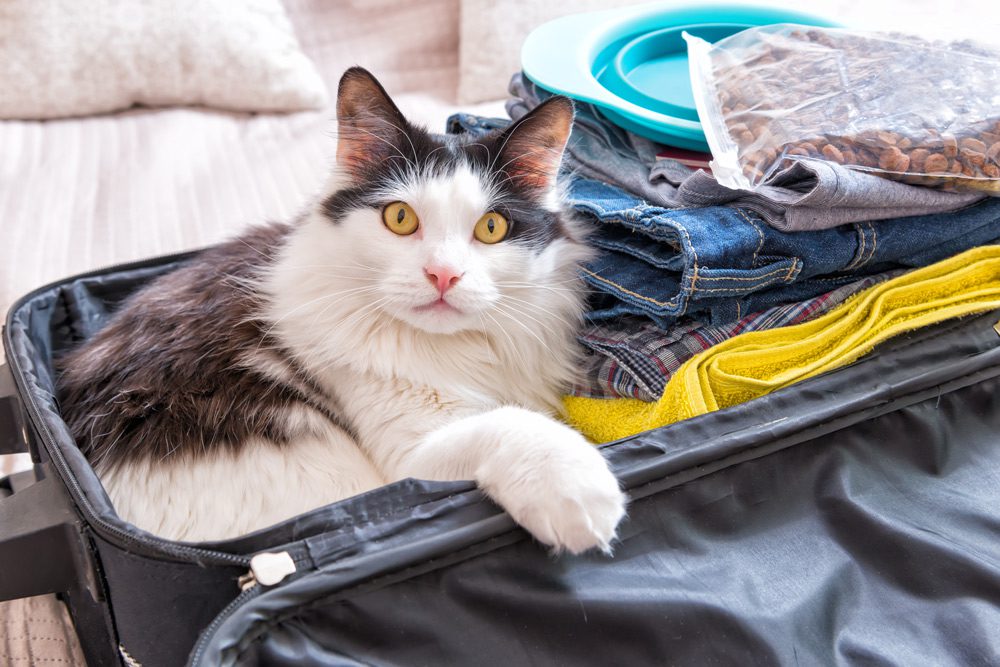 Animal Health Certificates (AHCs): Pet Owner's Guide to Taking Your Pet Abroad