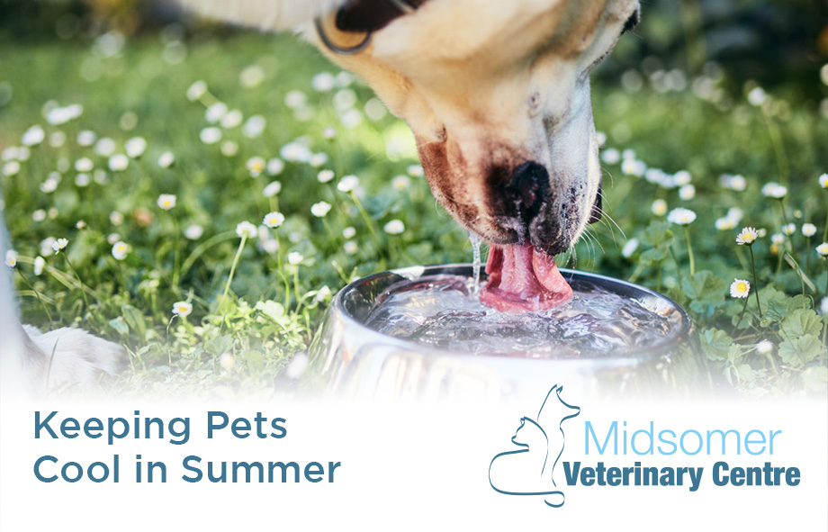 Keeping Pets Cool in Summer