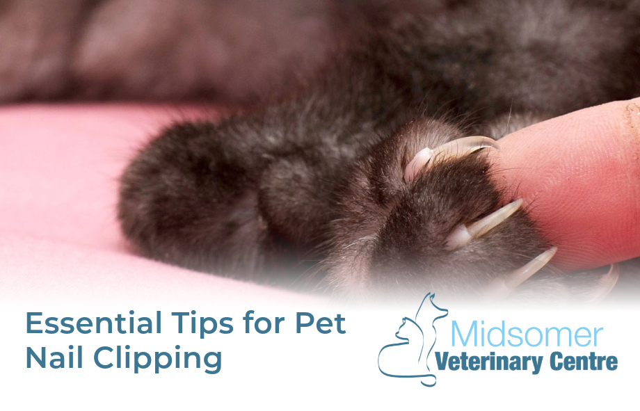 Essential Tips for Pet Nail Clipping