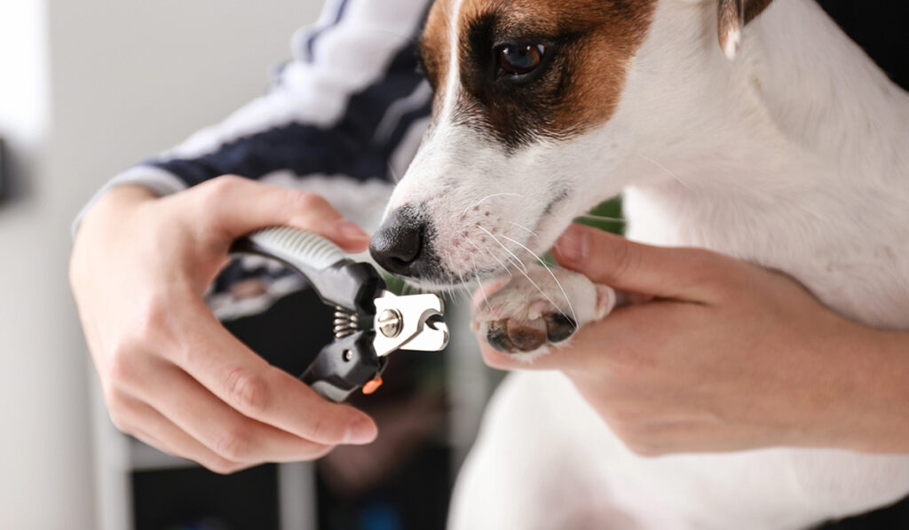 Essential Tips for Pet Nail Clipping